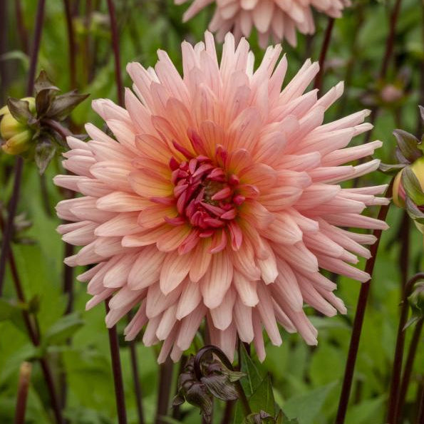 Dahlia 'Preference' | Cactus Dahlia
