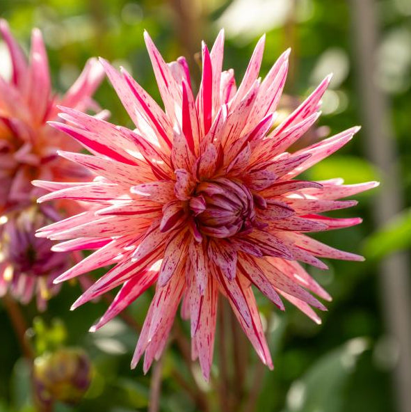 Dahlia 'Alain Mimoun' | Premium Cactus Dahlia