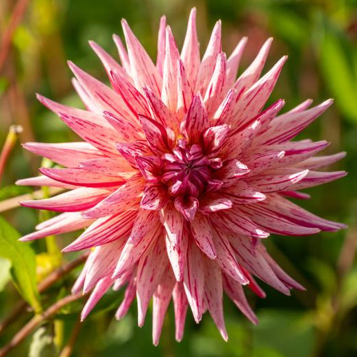 Dahlia 'Alain Mimoun' | Premium Cactus Dahlia