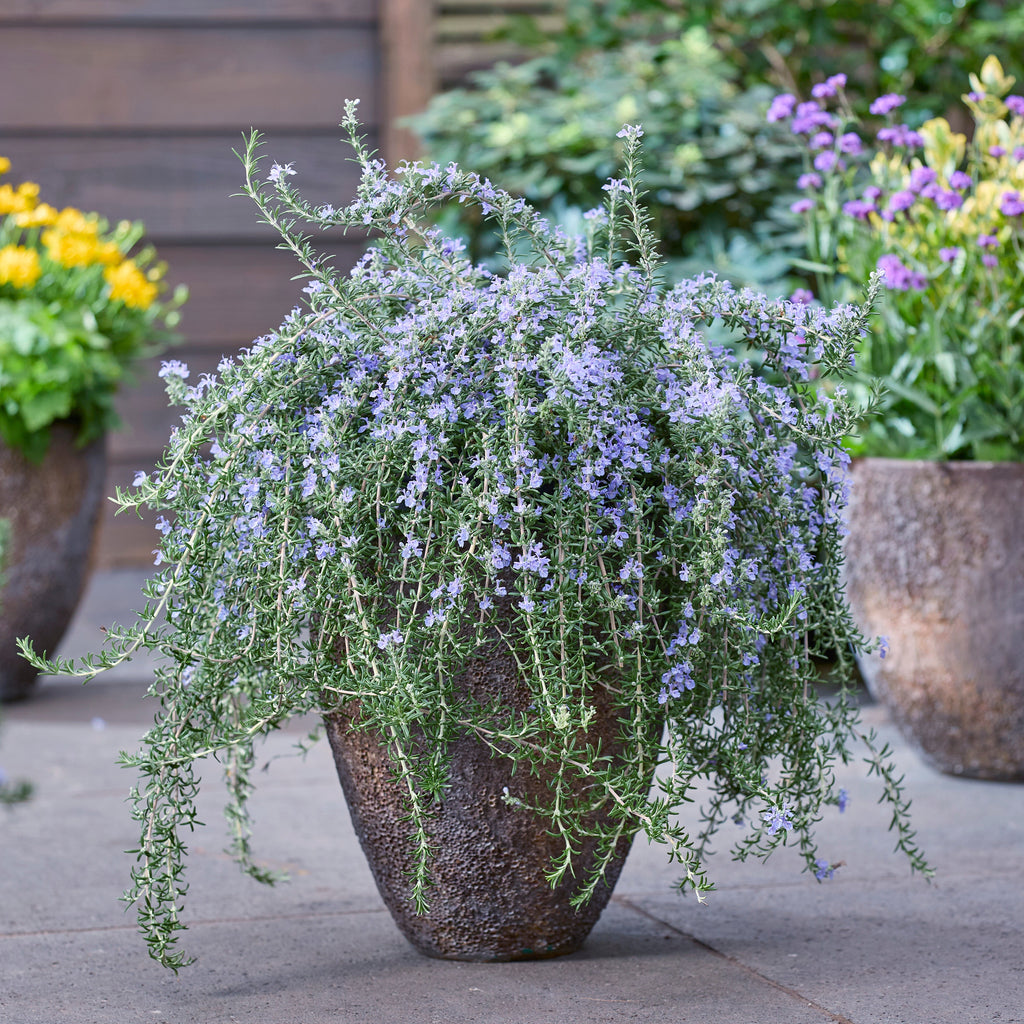 Rosemary 'Blue Cascade'