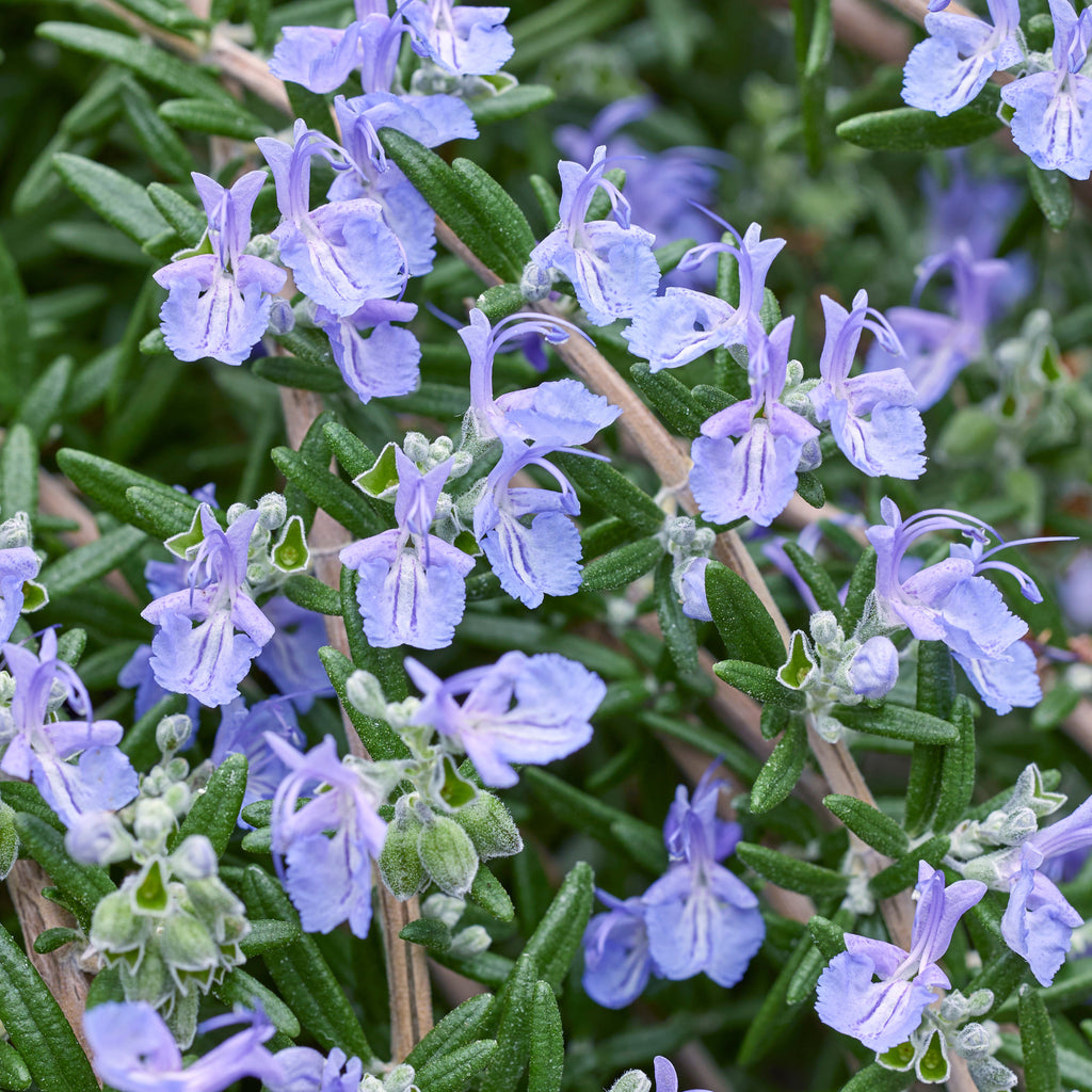 Rosemary 'Blue Cascade'