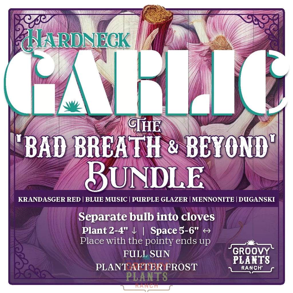 Garlic | Bad Breath and Beyond Bundle - Pickup October 16th - 19th