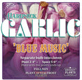 Garlic | Blue Music Hardneck - Pickup October 16th - 19th