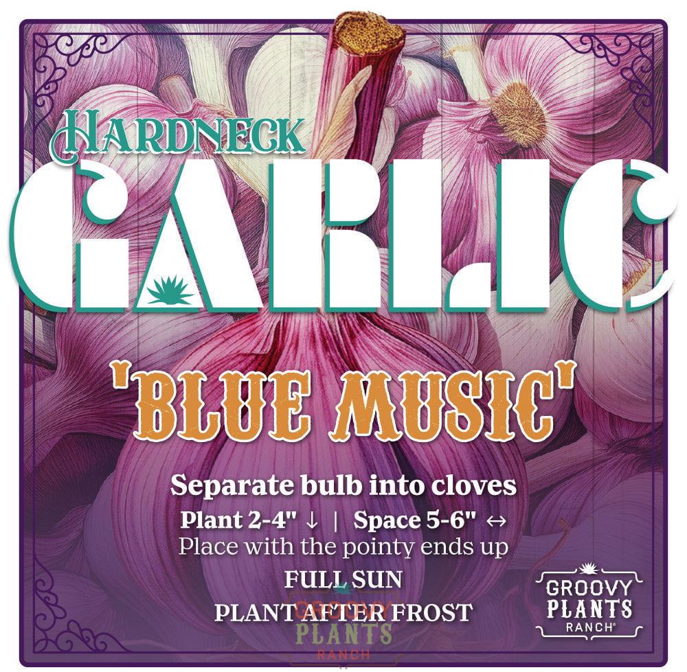 Garlic | Blue Music Hardneck - Pickup October 16th - 19th