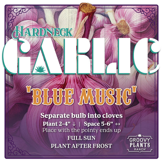 Garlic | Blue Music Hardneck - Pickup October 18th & 19th