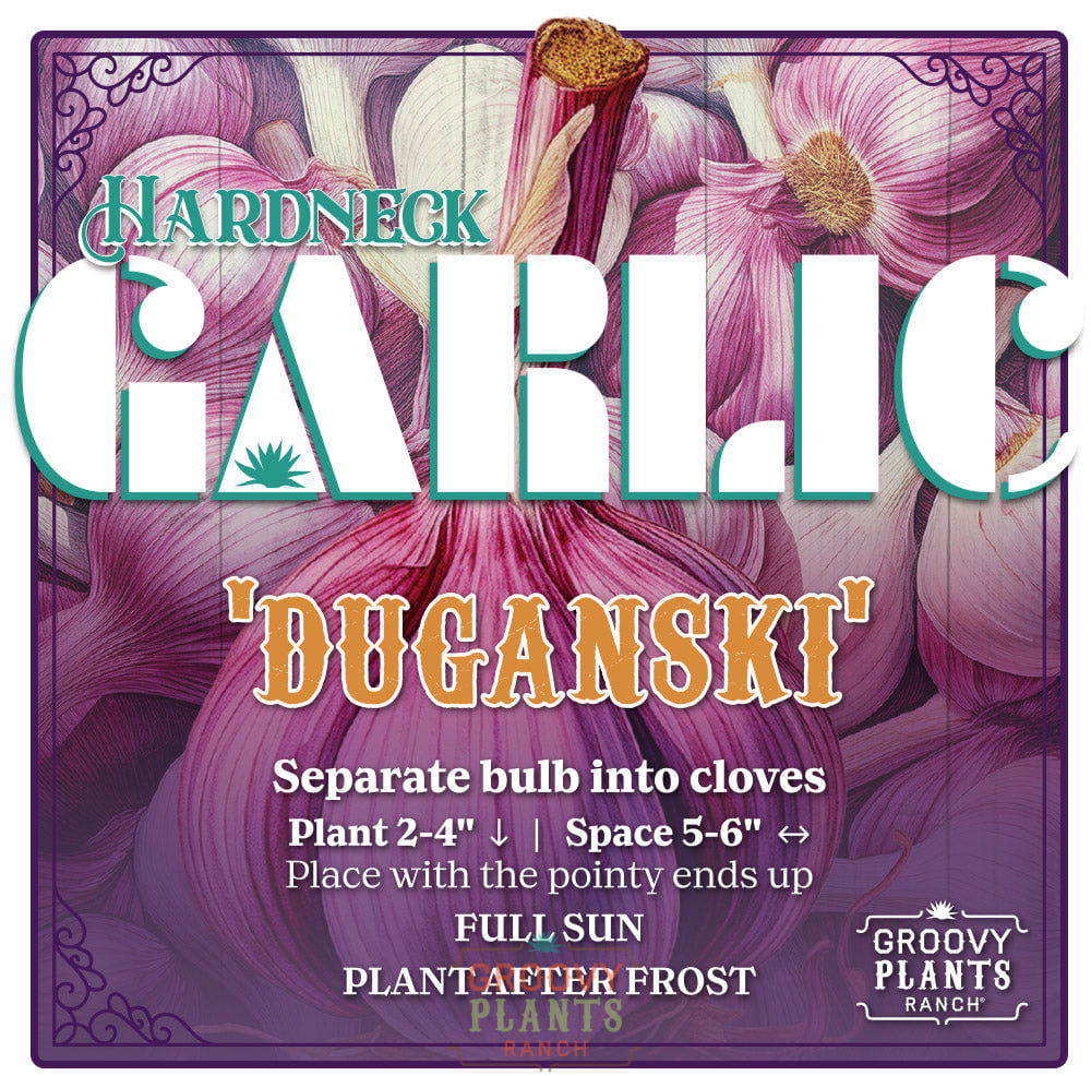 Garlic | Duganski Hardneck - Pickup October 16th - 19th