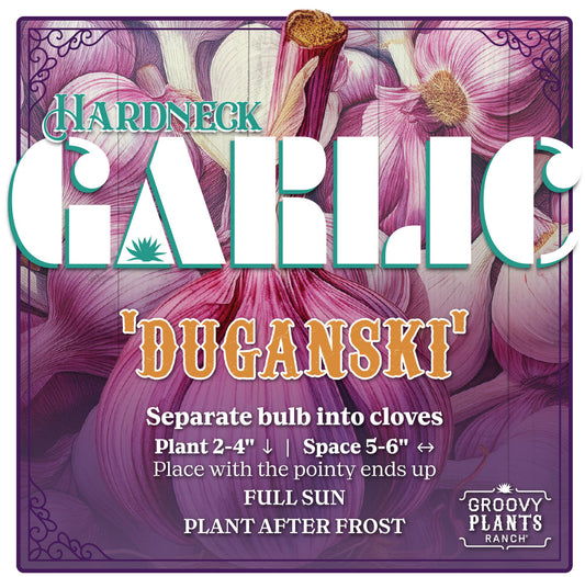 Garlic | Duganski Hardneck - Pickup October 18th & 19th