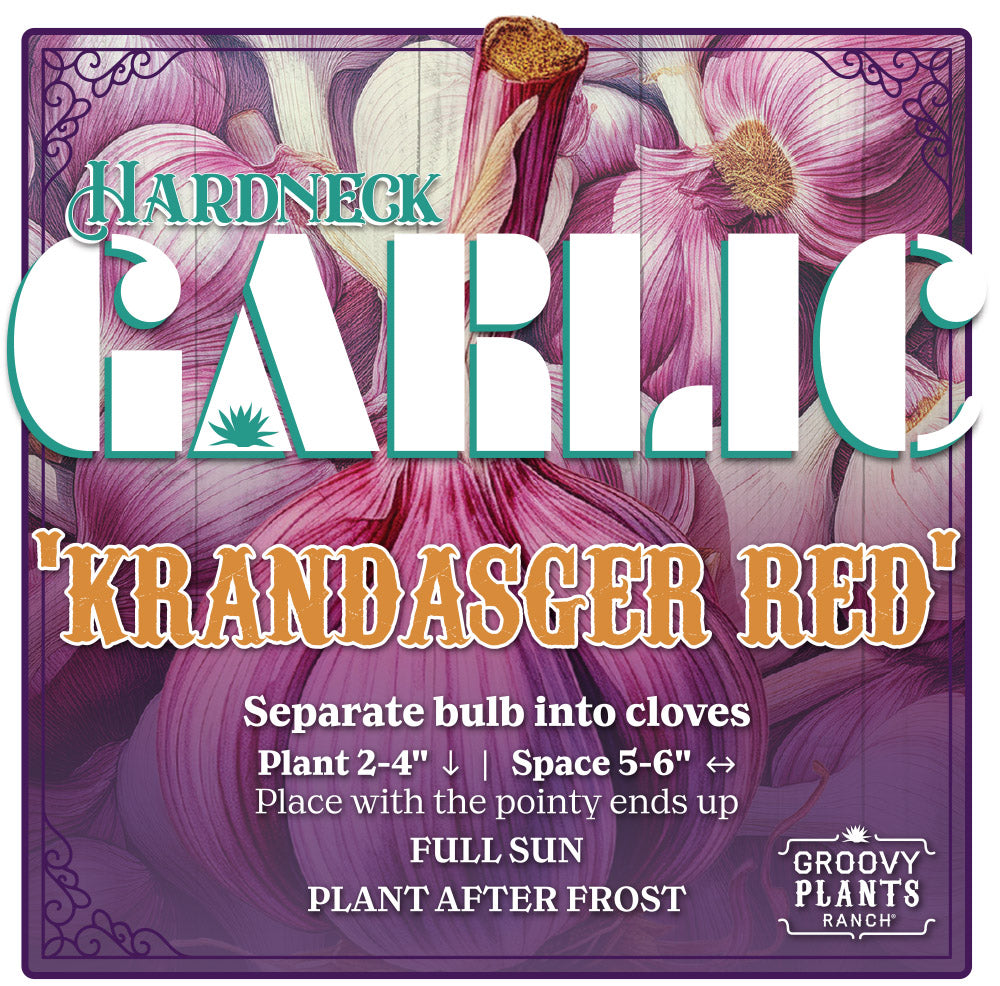 Garlic | Krandasger Red Hardneck - Pickup October 18th & 19th