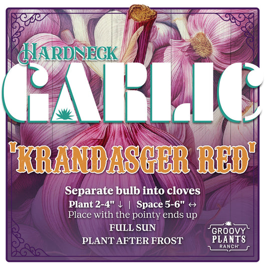 Garlic | Krandasger Red Hardneck - Pickup October 18th & 19th