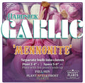 Garlic | Mennonite Hardneck - Pickup October 16th - 19th
