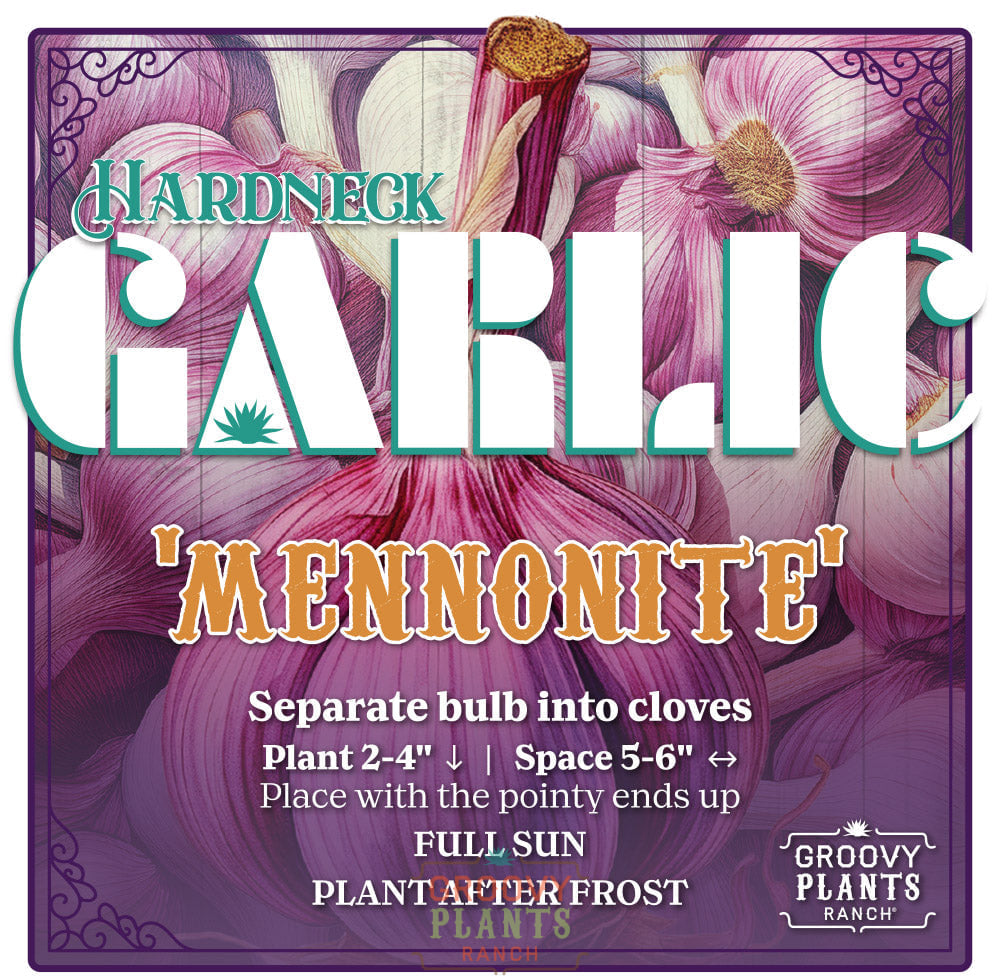 Garlic | Mennonite Hardneck - Pickup October 16th - 19th