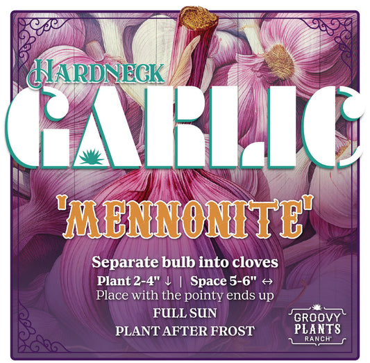 Garlic | Mennonite Hardneck - Pickup October 18th and 19th