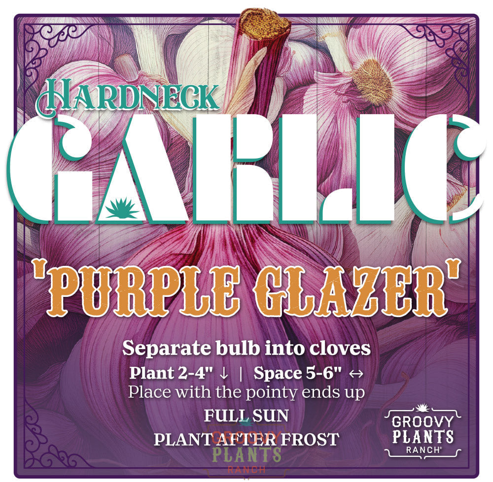Garlic | Purple Glazer Hardneck - Pickup October 16th - 19th