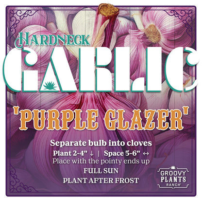 Garlic | Purple Glazer Hardneck - Pickup October 18th & 19th