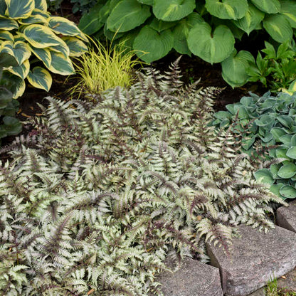 Japanese Painted Fern - Athyrium niponicum 'Pictum'  | Limited Release