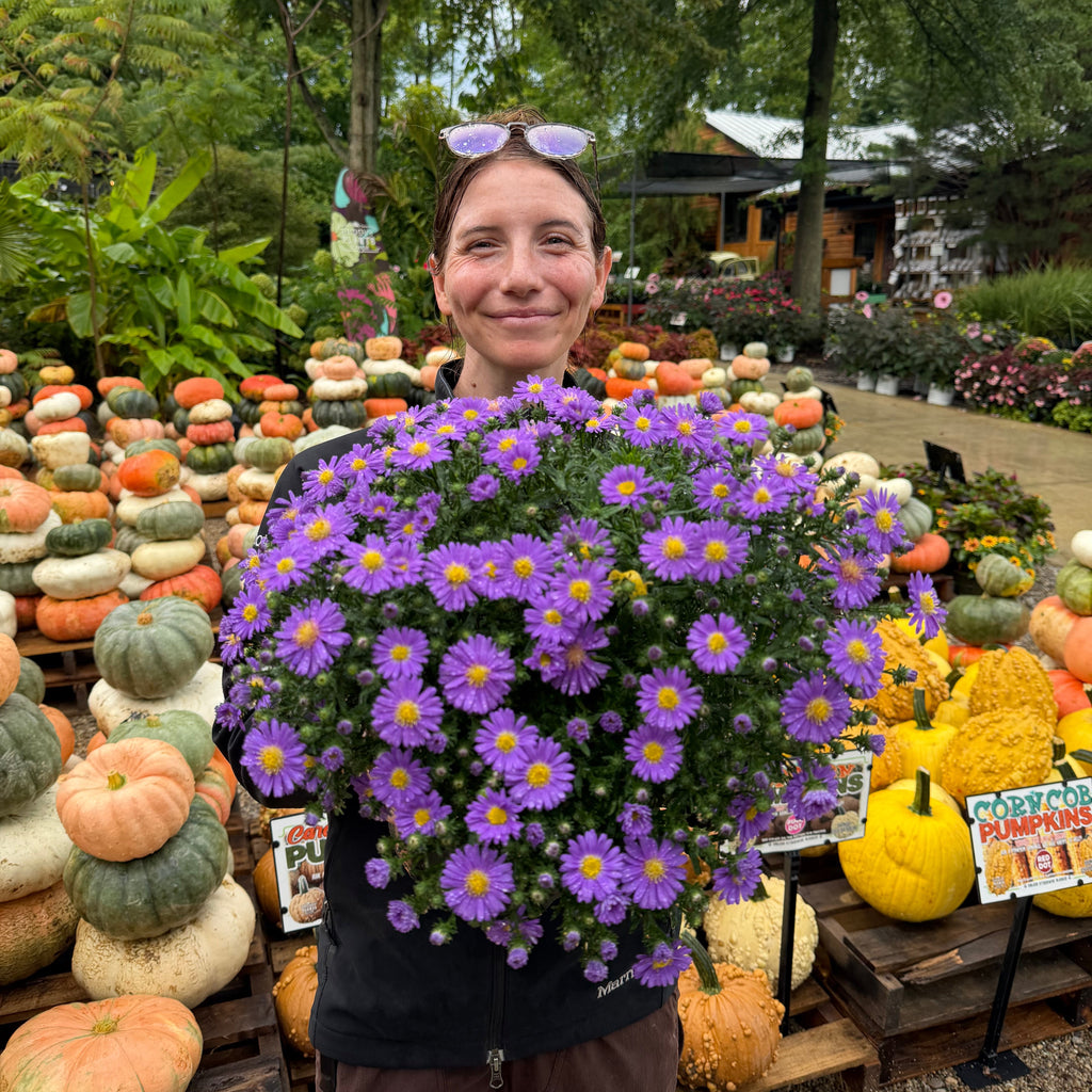 Kickin'® 'Lilac Blue' Aster