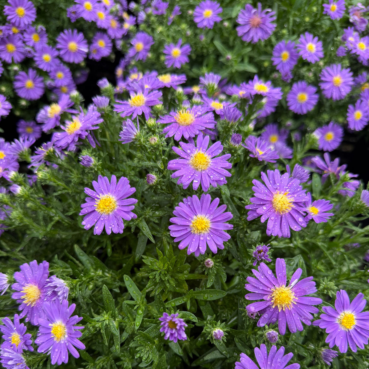 Kickin'® 'Lilac Blue' Aster