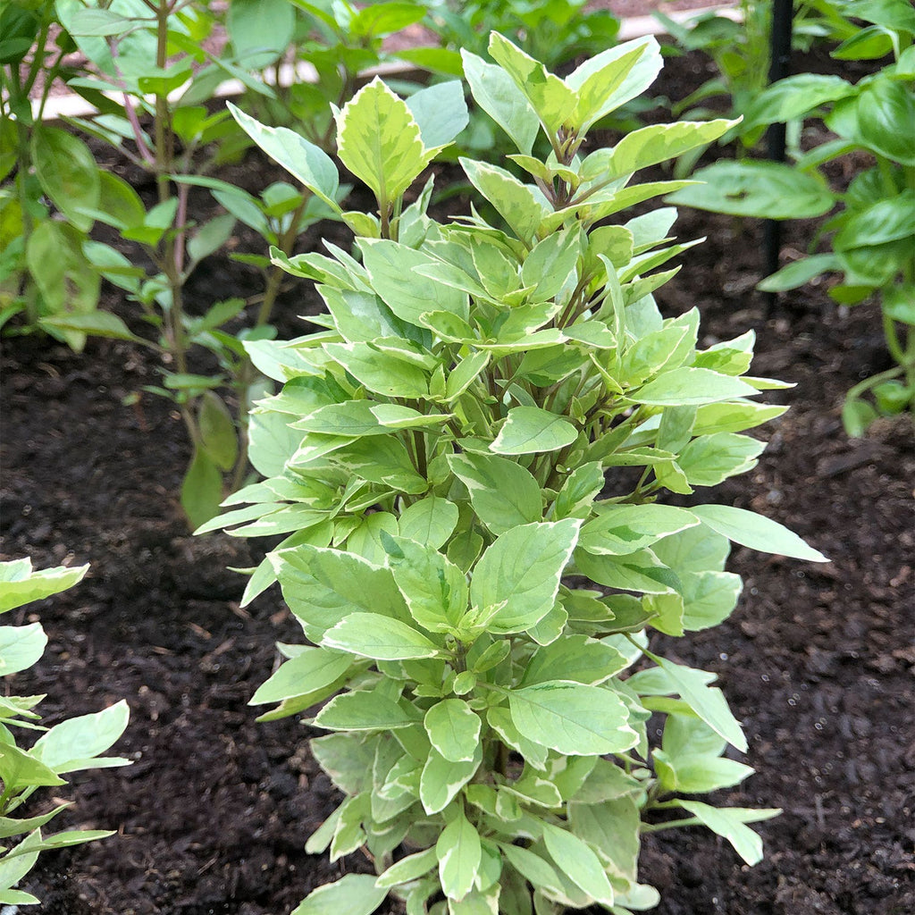 Basil 'Pesto Perpetuo' ~ Trio of 3 Hefty Plants for Preorder