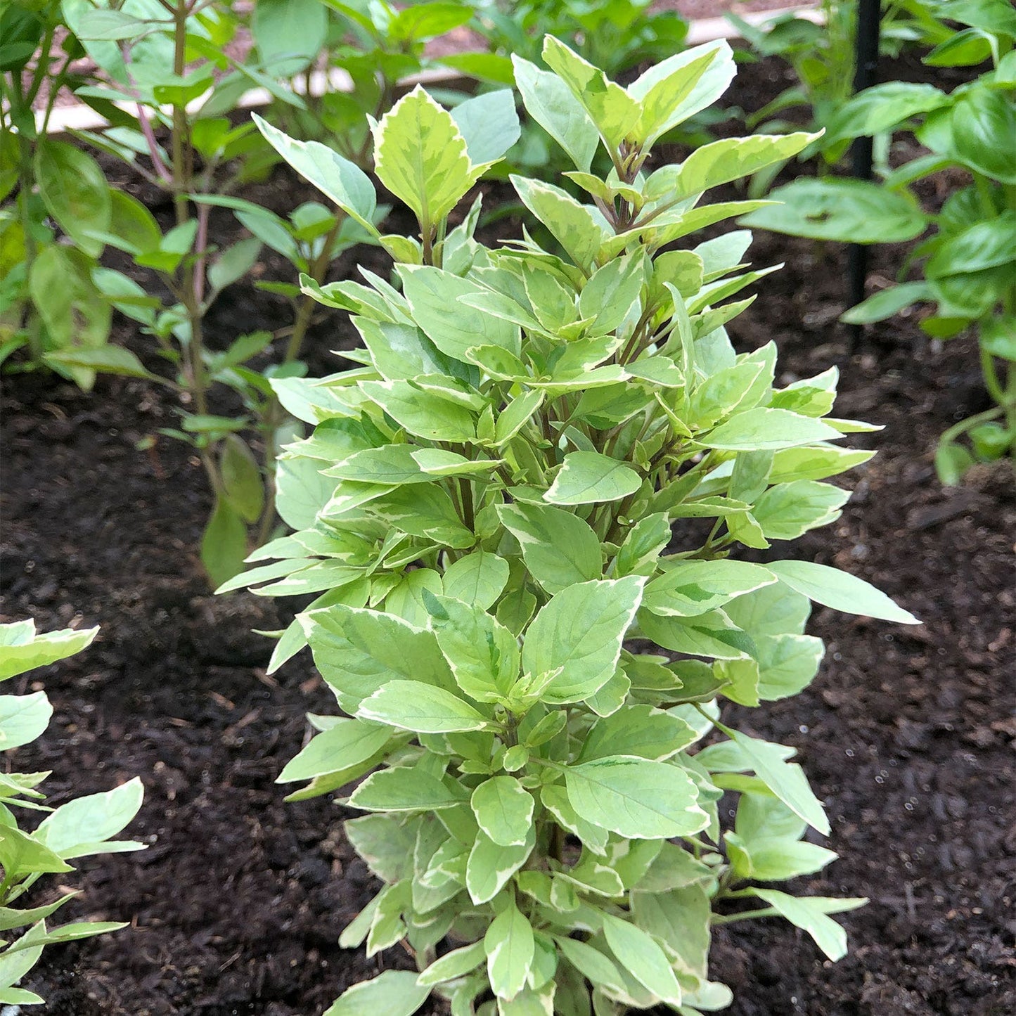 Basil 'Pesto Perpetuo' ~ Trio of 3 Hefty Plants for Preorder