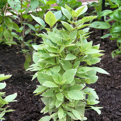 Basil 'Pesto Perpetuo' ~ Trio of 3 Hefty Plants for Preorder