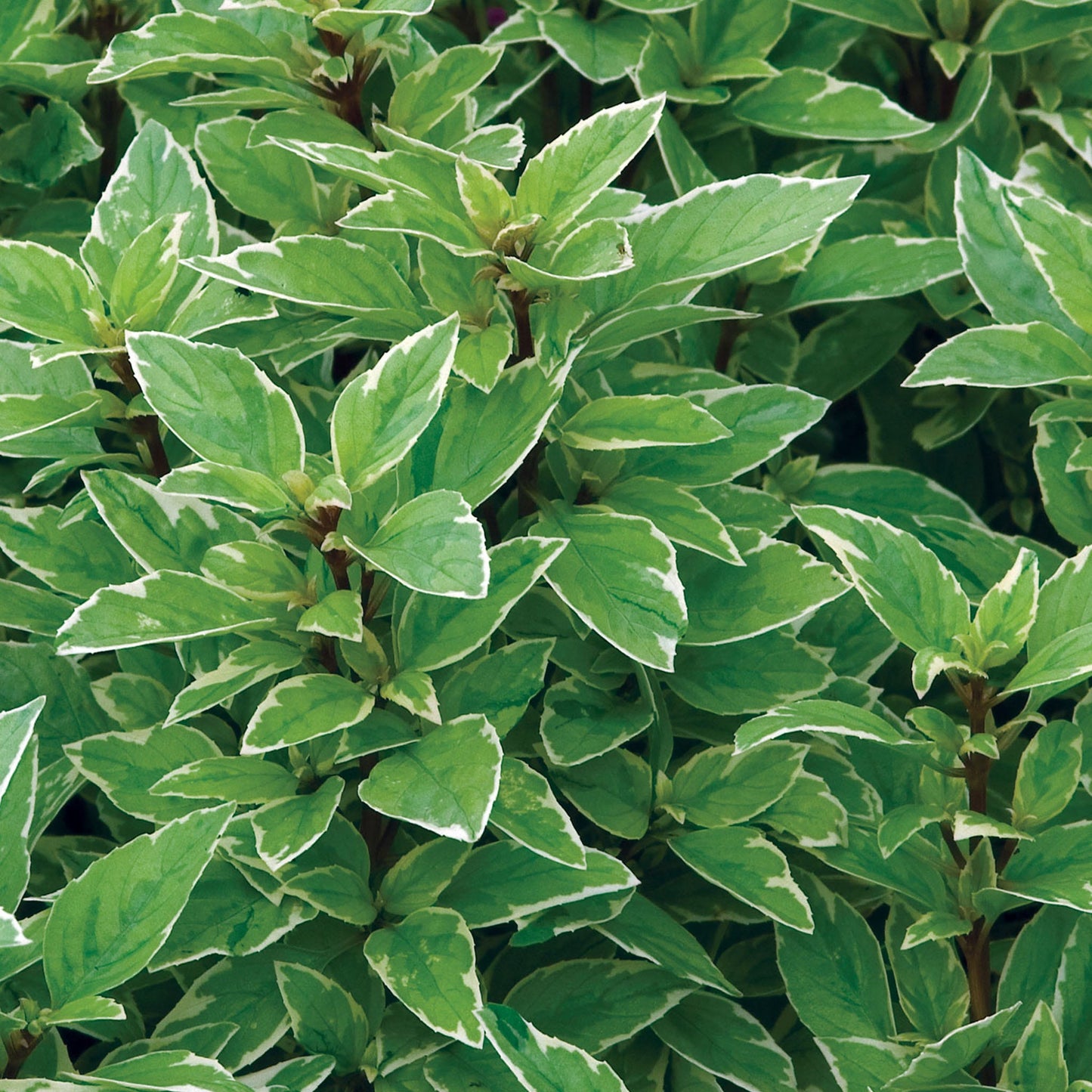 Basil 'Pesto Perpetuo' ~ Trio of 3 Hefty Plants for Preorder