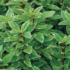 Basil 'Pesto Perpetuo' ~ Trio of 3 Hefty Plants for Preorder