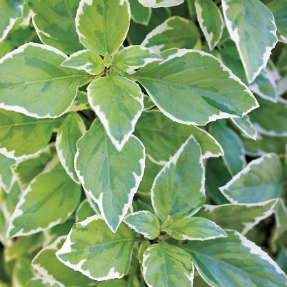 Basil 'Pesto Perpetuo' ~ Trio of 3 Hefty Plants for Preorder