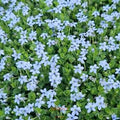 Laurentia 'Blue Star Creeper' ~ 3 Plants