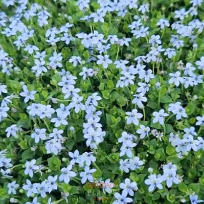 Laurentia 'Blue Star Creeper' ~ Trio of 3 Hefty Plants for Preorder