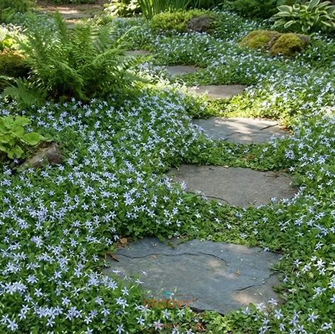 Laurentia 'Blue Star Creeper' ~ Trio of 3 Hefty Plants for Preorder