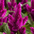 Intenz™ Dark Purple Celosia