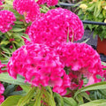 Celosia 'Twisted Bright Pink'