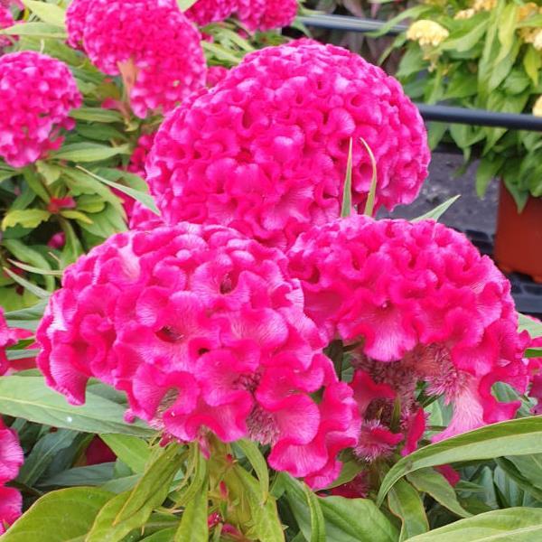 Celosia 'Twisted Bright Pink'