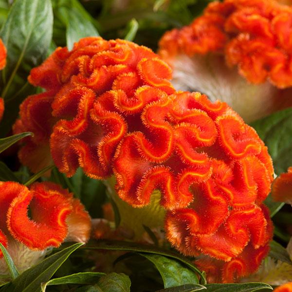 Celosia 'Twisted Dark Orange'
