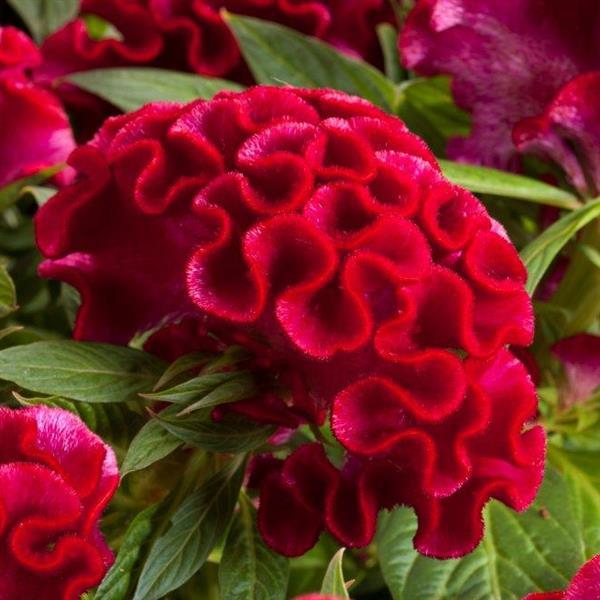 Celosia 'Twisted Strawberry'