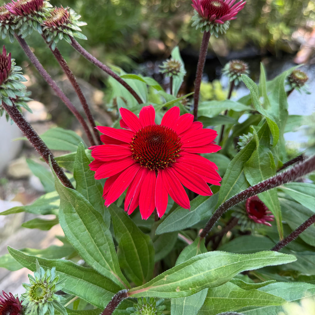 Coneflower | Echinacea SunMagic® Vintage Hot Red