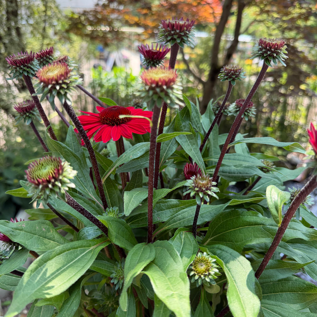 Coneflower | Echinacea SunMagic® Vintage Hot Red