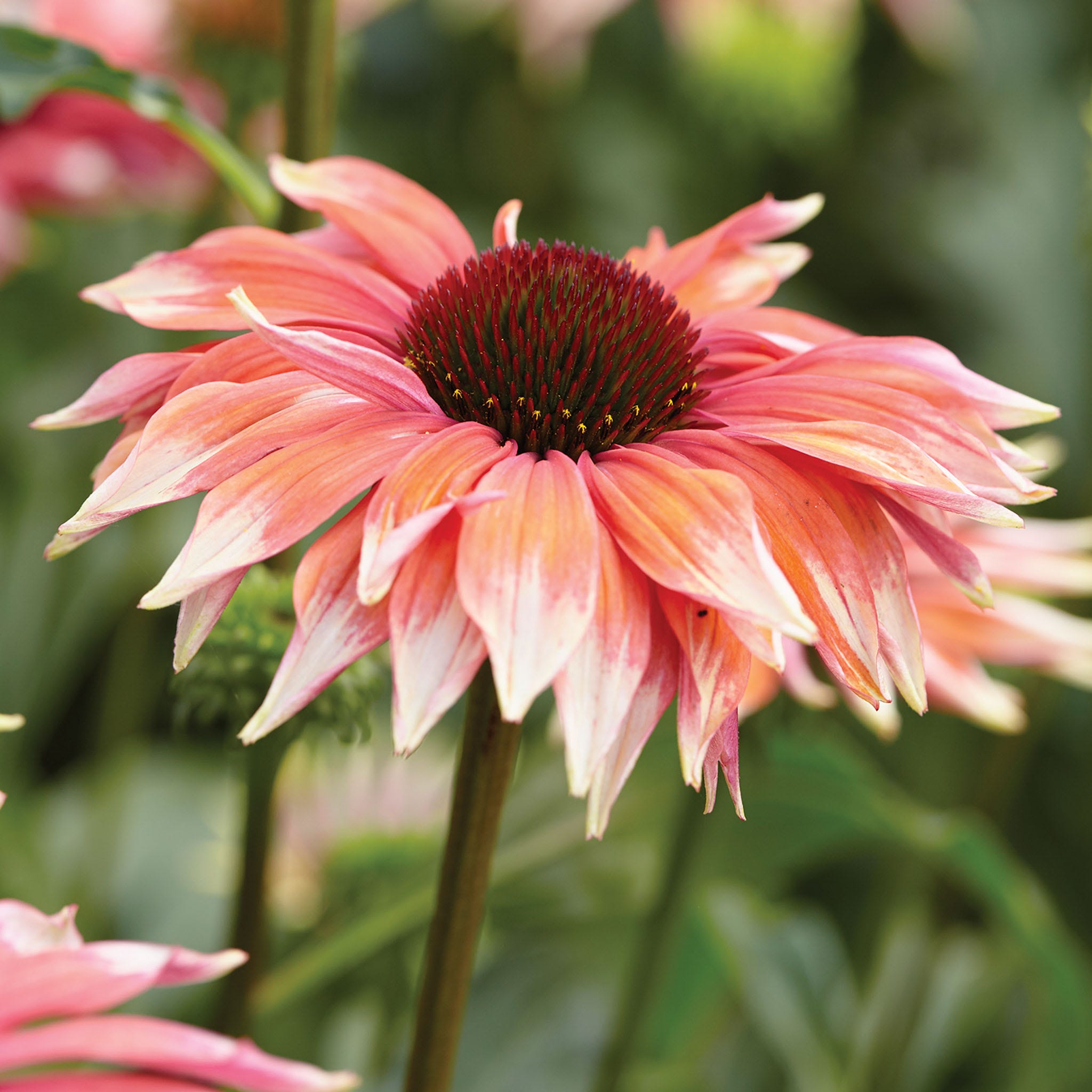 Echinacea 'Playful Meadow Mama'