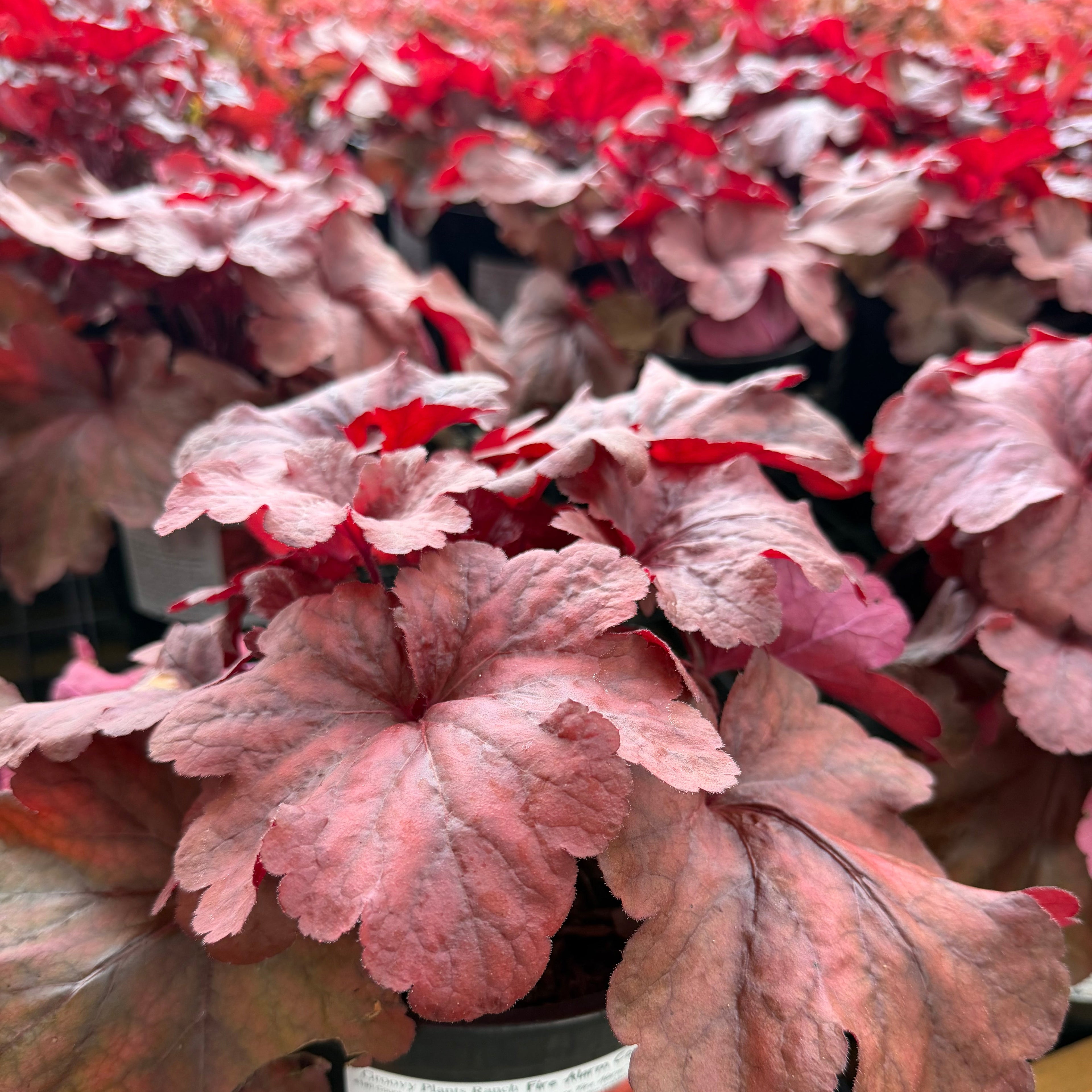 Fire Alarm Coral Bells