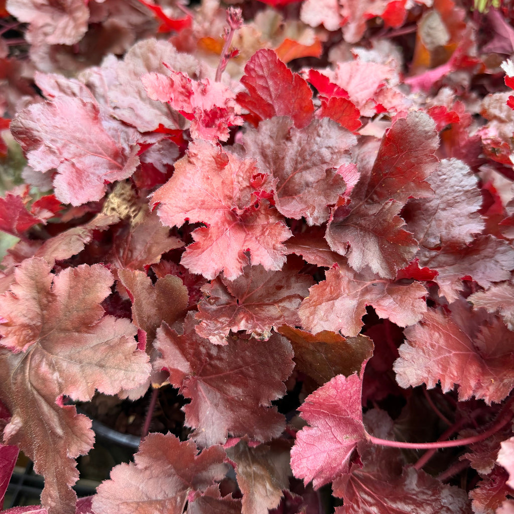 Forever Red Coral Bells