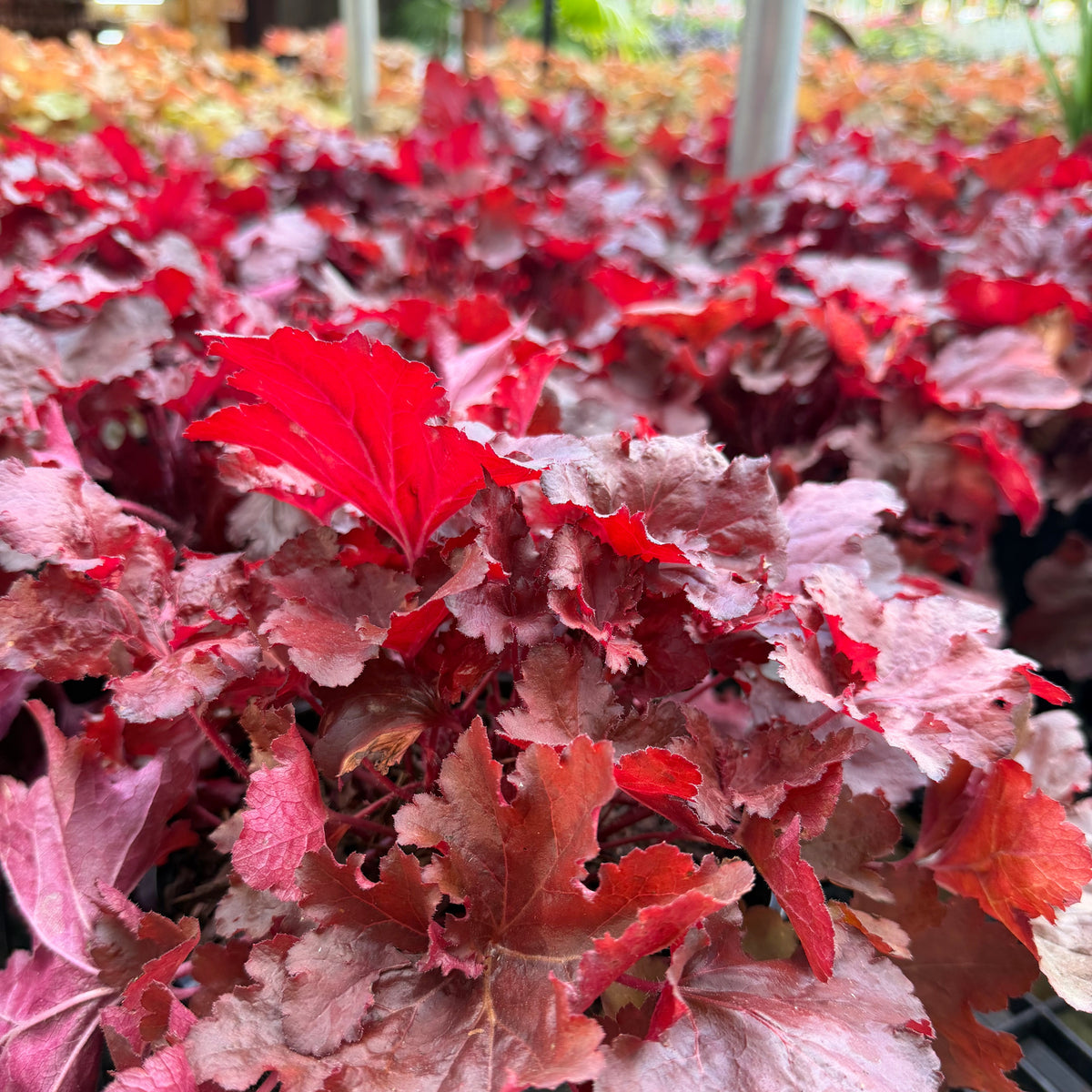 Forever Red Coral Bells