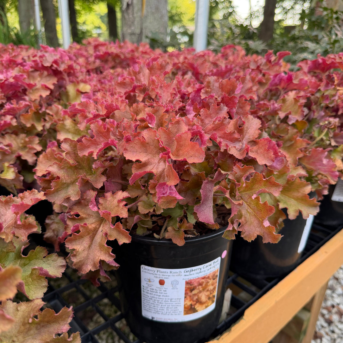 Gojiberry Coral Bells