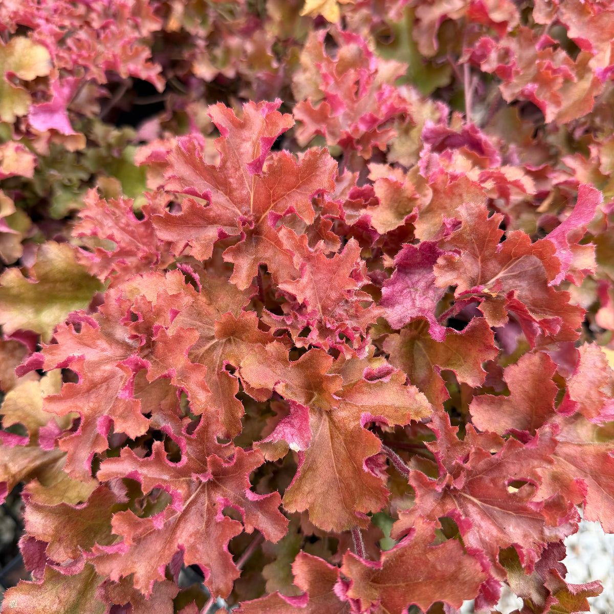 Gojiberry Coral Bells