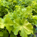 Guacamole Coral Bells