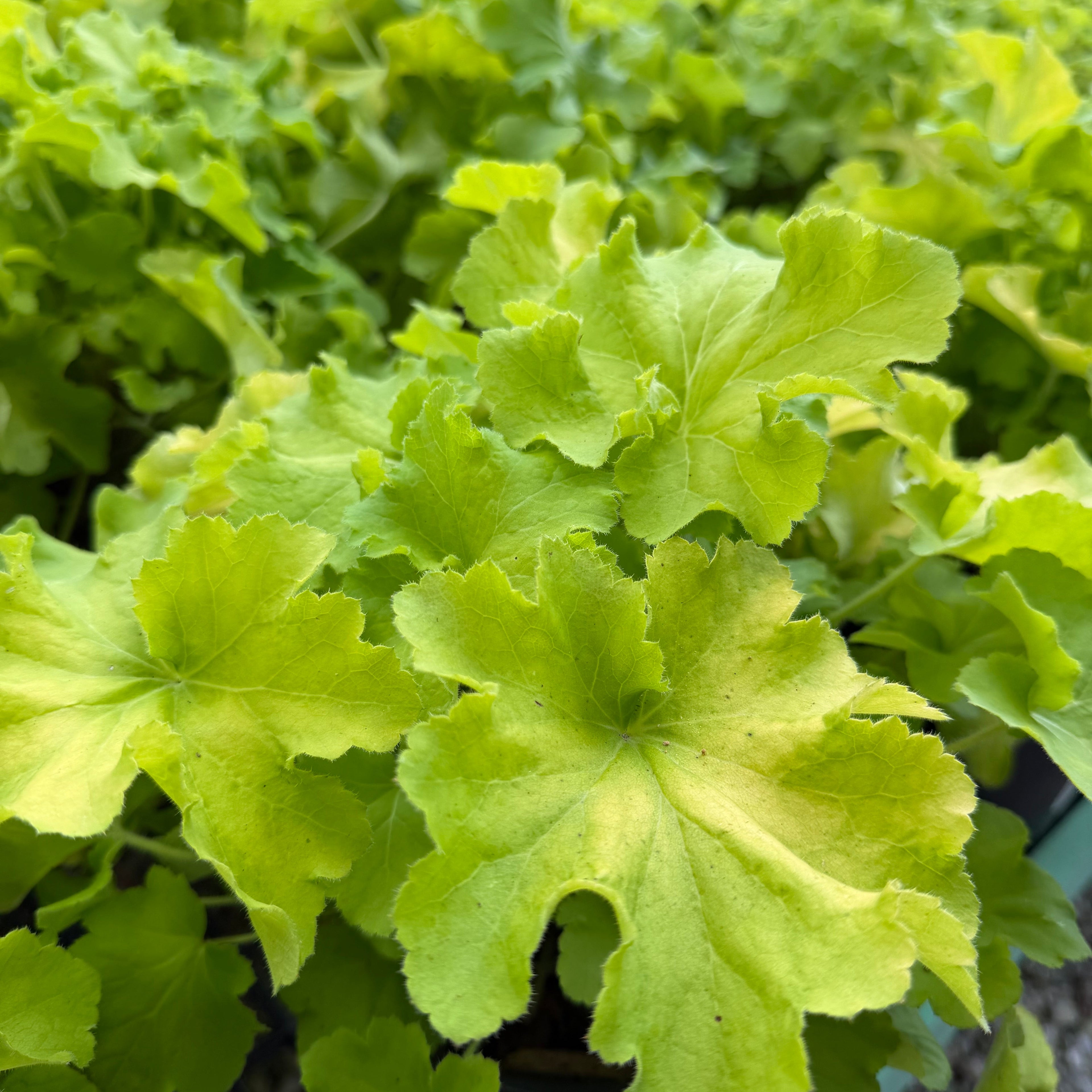 Guacamole Coral Bells
