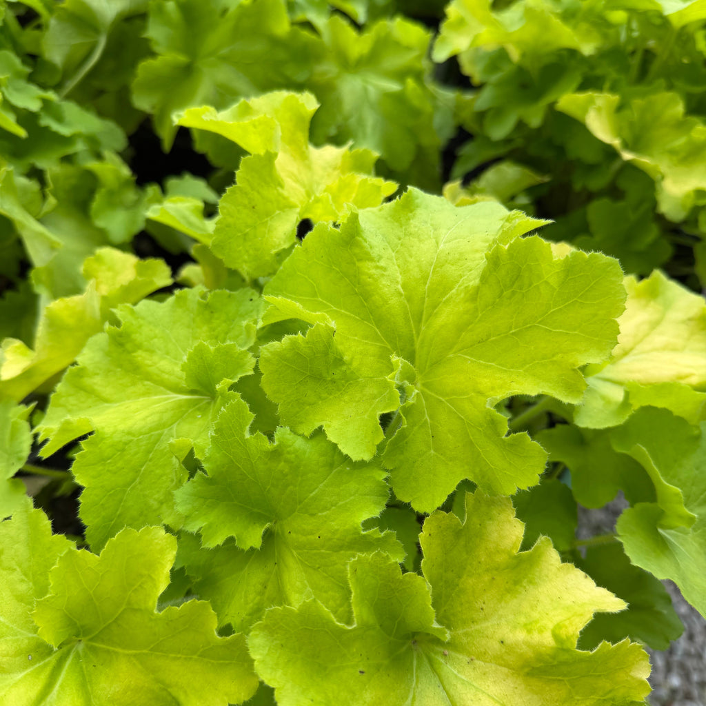 Guacamole Coral Bells
