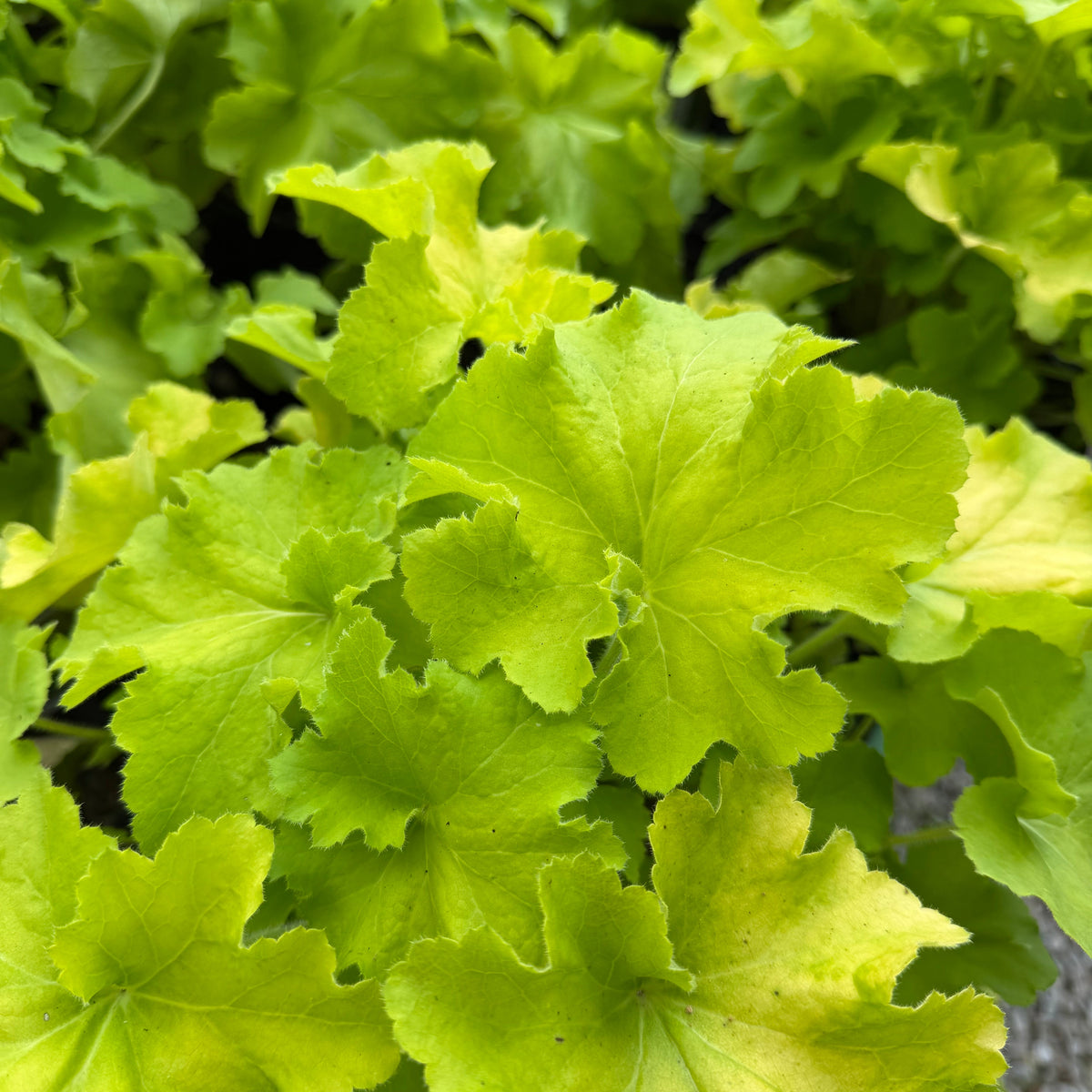 Guacamole Coral Bells