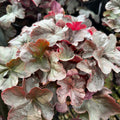 Obsidian Coral Bells