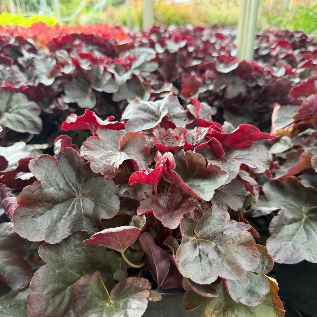 Obsidian Coral Bells