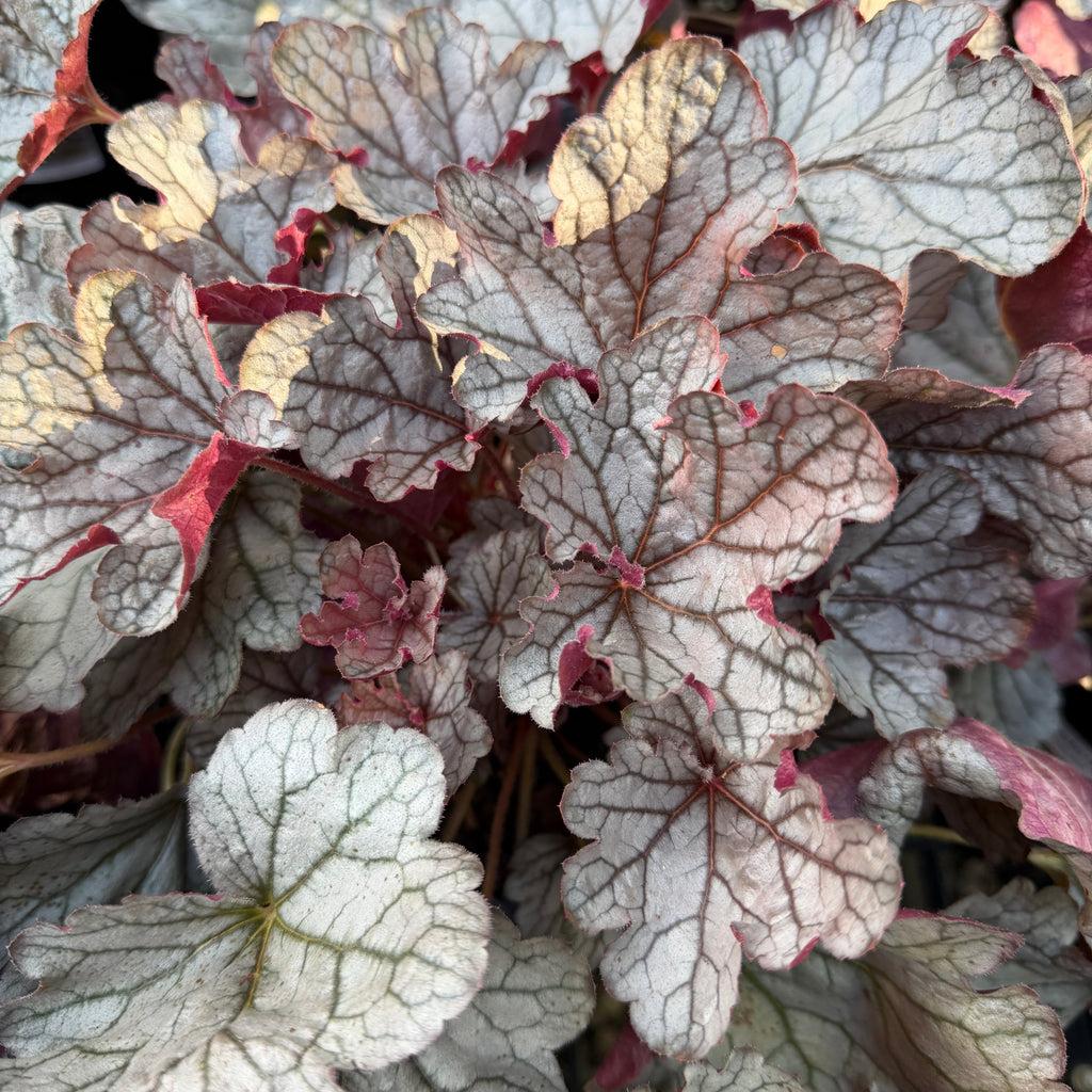 Silverberry Coral Bells
